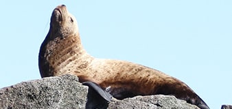 Kenai Fjords tour sea lion